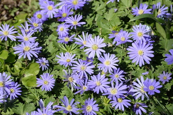 Obraz Frühlings-Anemone