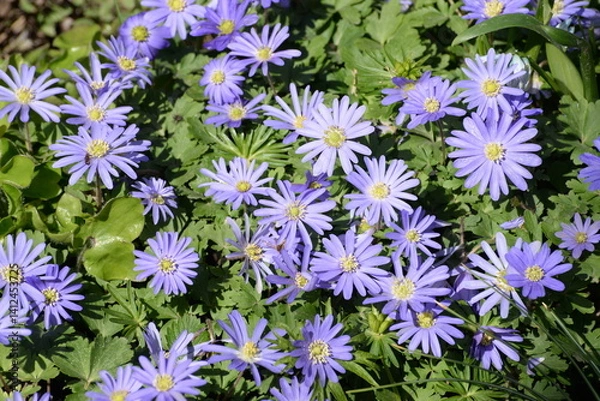 Obraz Frühlings-Anemone
