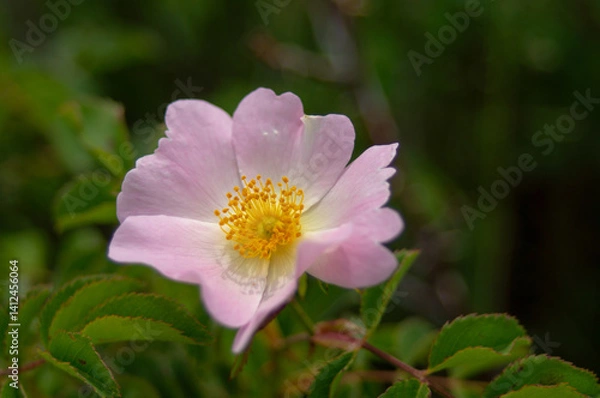 Fototapeta A single flower of wild rose hips of delicate pink color with juicy green foliage. Rose family.