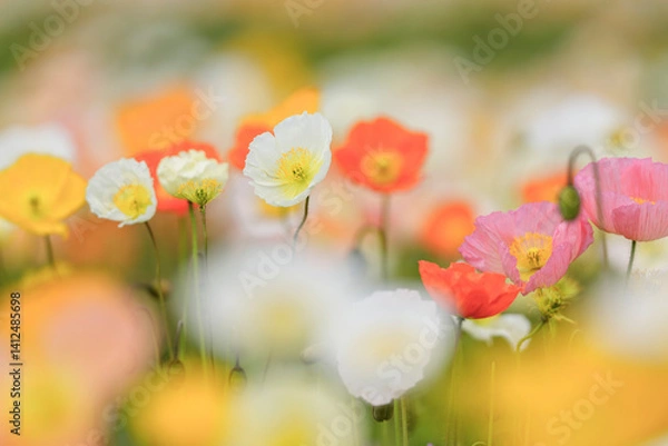 Fototapeta 色とりどりに咲き誇る春のアイスランドポピー
Colorful Iceland Poppies Blooming in Spring
