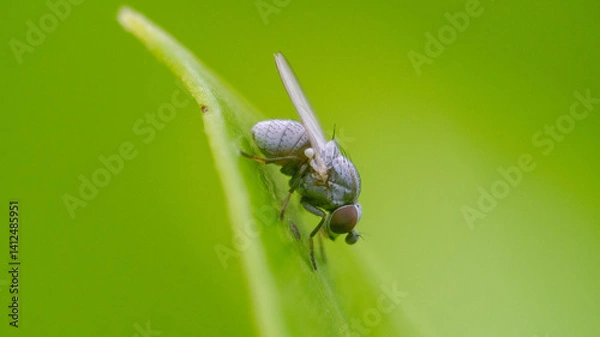 Fototapeta A fly with red eyes on a tree leaf