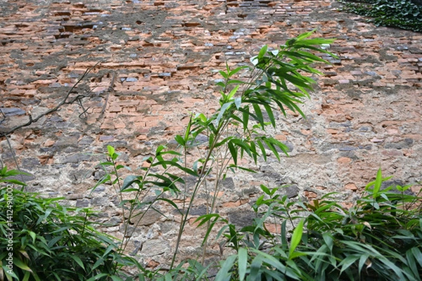 Obraz Green bamboo shoots grow against a rustic brick wall in an outdoor setting during daylight hours