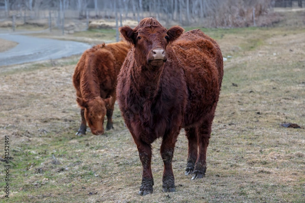 Obraz Brown Cows Grazing on a Pasture in Early Spring