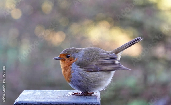 Fototapeta A side view of a European robin, erithacus rubecula, perching on a post with its tail elevated against a defocused background. 