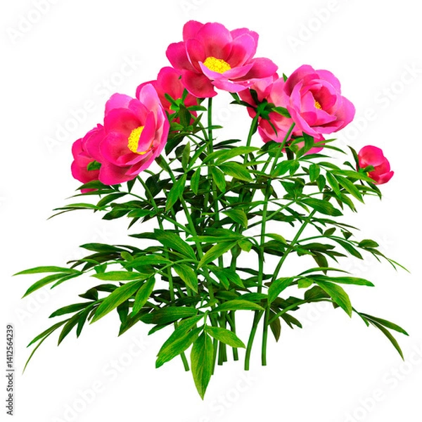 Obraz 3D Rendering Peony Flowers on White
