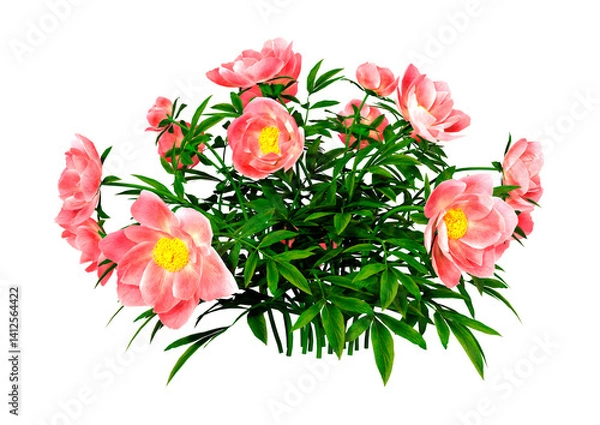 Obraz 3D Rendering Peony Flowers on White