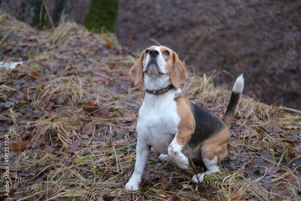 Fototapeta Beagle on a walk in the spring woods