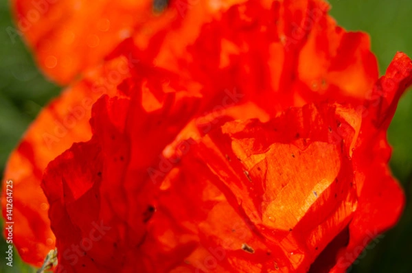 Fototapeta extreme close-up of red poppy petals in bloom. Dew drops on a wild poppy petal during blooming. Scarlet flowers
