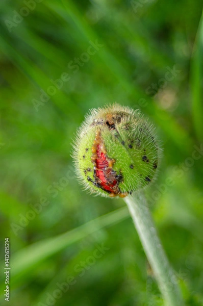 Obraz Poppy bud cracks during ripening and beginning of flowering. The crack in the poppy bud reveals a red flower petal and mucus at the edges of the crack. The period of opening of opium poppy buds