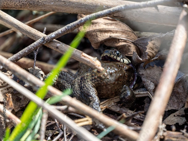 Fototapeta Ringelnatter