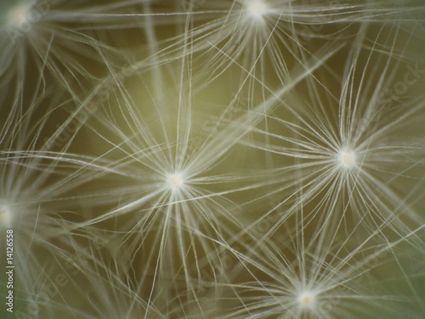 Fototapeta Schirmflieger