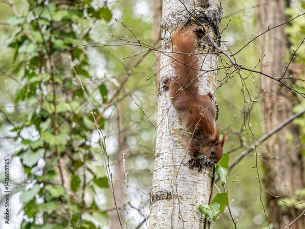 Fototapeta Eichhörnchen