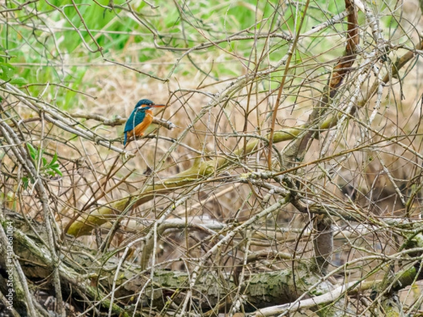Fototapeta Eisvogel