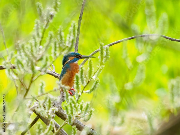 Fototapeta Eisvogel