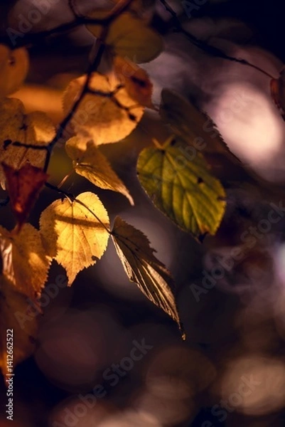 Fototapeta Golden autumn leaves glowing in backlight, with soft bokeh background.