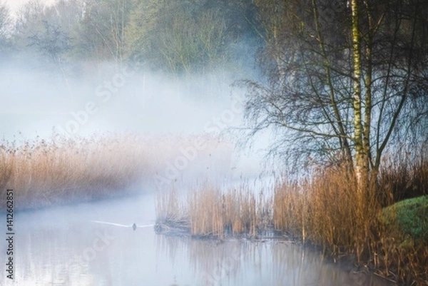 Fototapeta Misty morning by the river with reeds and a swimming duck, tranquil landscape scene.