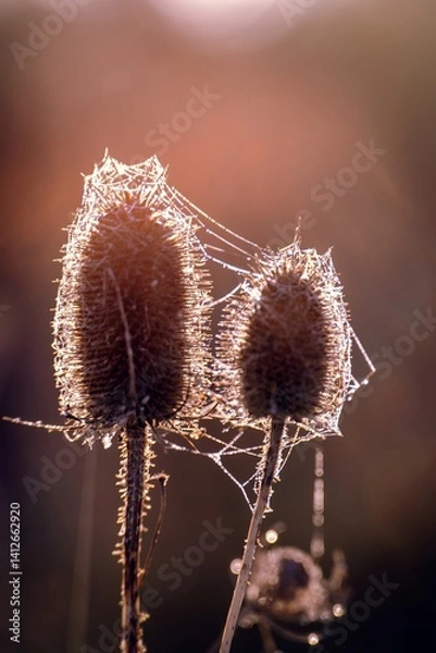 Fototapeta Dried thistle covered in spider webs, glowing in the morning sunlight.