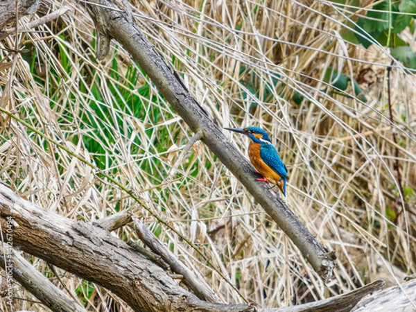 Fototapeta Eisvogel