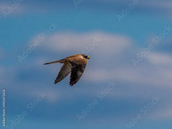 Fototapeta Falke