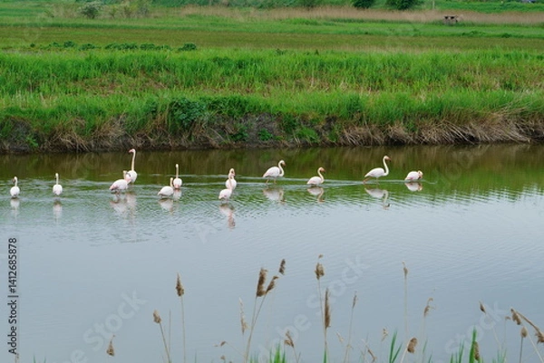 Obraz The Valli di Comacchio lie quietly between Emilia and Romagna (Italy)