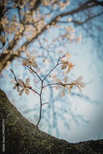 Fototapeta White magnolia blossoms growing on a tree branch, set against a springtime sky.