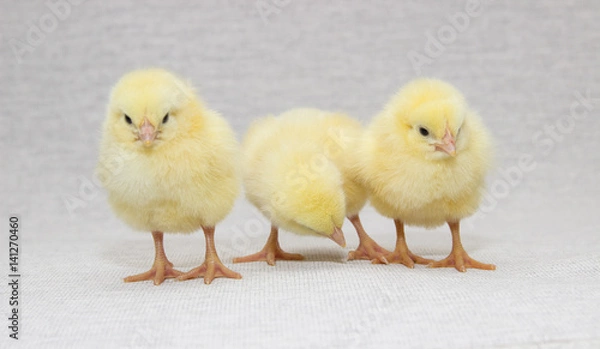 Obraz three funny chicks isolated on light background, easter