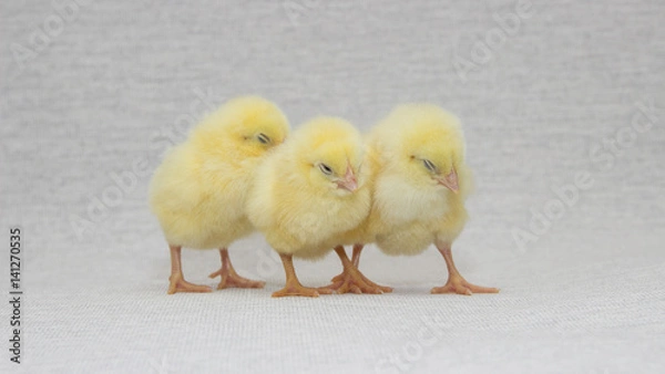 Obraz three funny chicks isolated on light background, easter