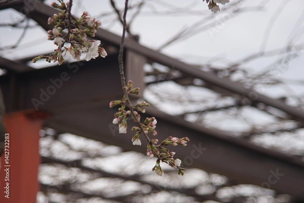 Obraz 枝先の桜の蕾