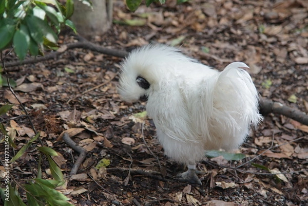 Obraz 白い鳥・にわとり・烏骨鶏