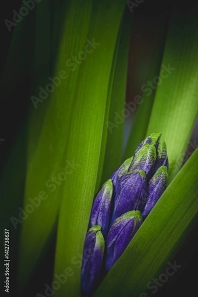 Fototapeta Unopened purple hyacinth bud surrounded by green leaves, moody macro composition.