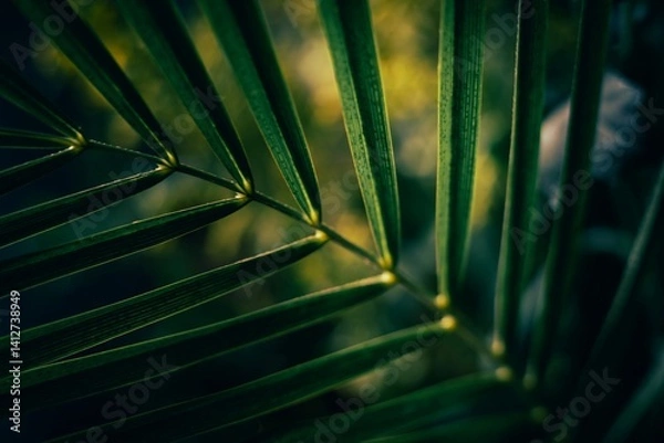 Fototapeta Close-up of tropical palm leaf with deep shadows and golden green tones.