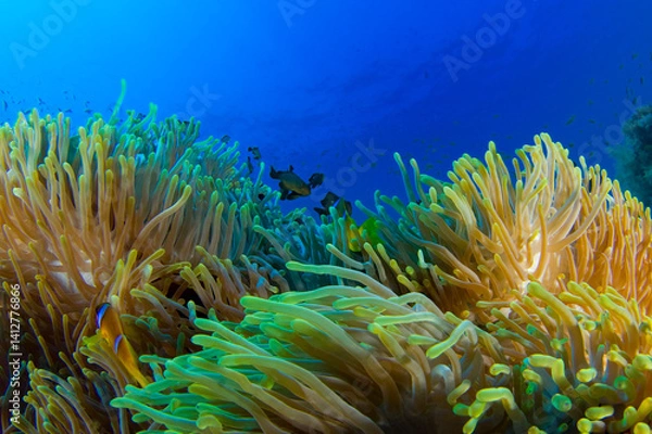 Obraz Scuba Diving | Marine life | Diver | Ocean
