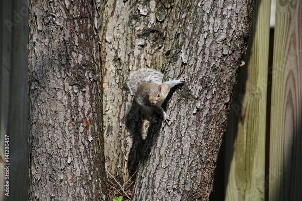 Fototapeta Squirrel 