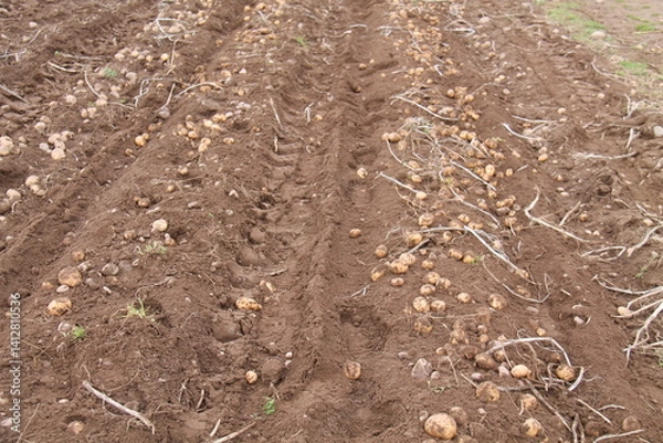 Fototapeta Freshly Harvested Farm Potatoes Drying in a Field.