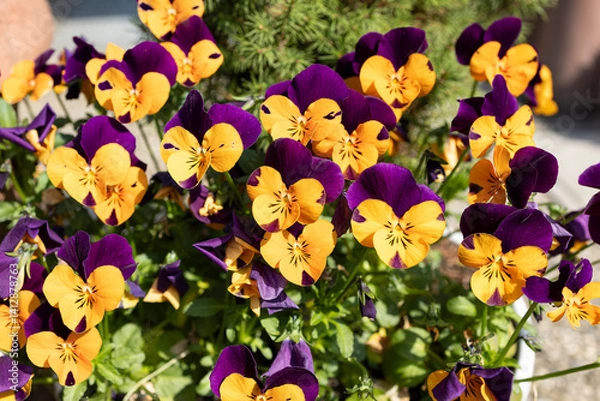 Obraz The start of spring.
Little flower called "viola" flowering in early spring, with double colors.