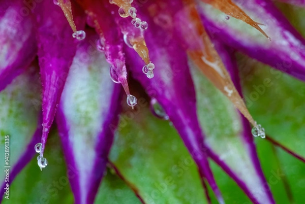 Obraz 493-96 Thistle Dew Drops