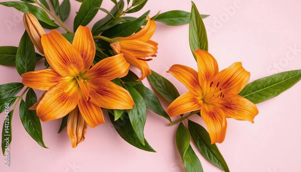 Fototapeta Orange fragrant lilies close-up on a light pink background.