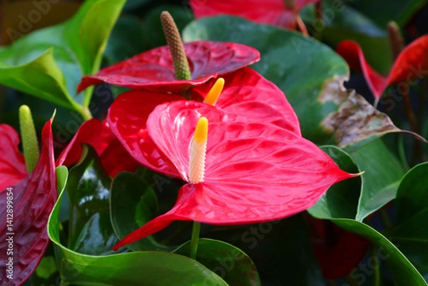 Obraz detail of Big Red Flower of anthurium also called anthurium andraeanum