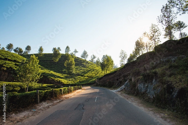 Obraz A peaceful rural road winds through lush green tea plantations in Munnar, India, with morning sunlight filtering through trees on the hillside. A serene view of South India's natural beauty.