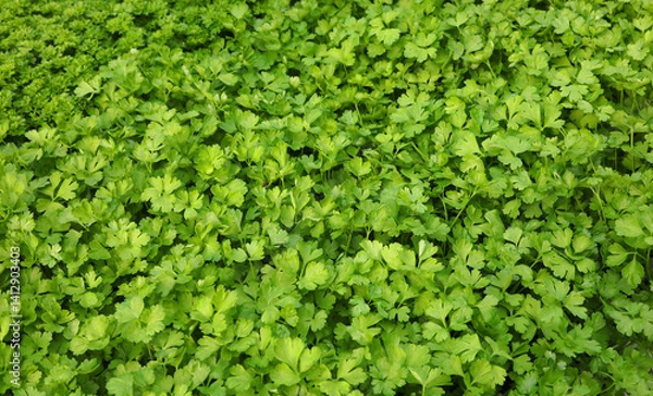 Fototapeta background of leaves of PARSLEY a plant that lends itself to flavoring many recipes