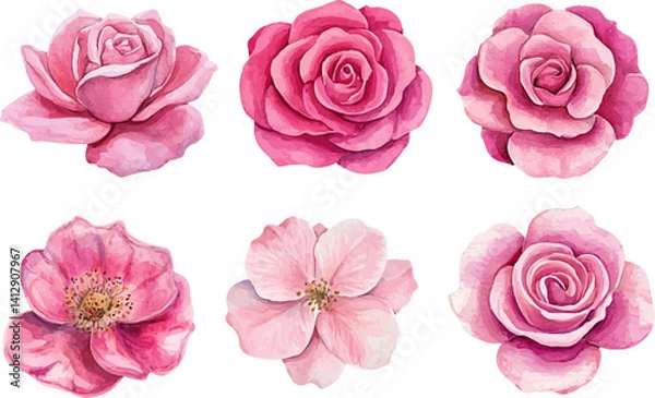 Obraz pink roses on white background