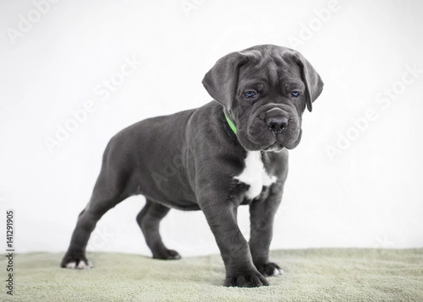 Fototapeta Puppy Cane Corso gray color on the background