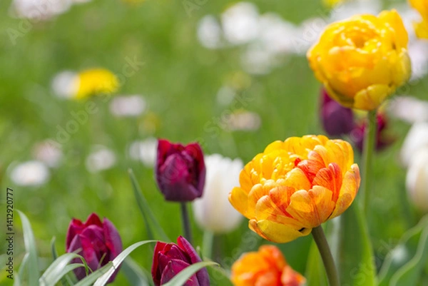 Fototapeta Colorful tulips in full bloom on sunny spring meadow. Close-up of orange, yellow, and dark purple flowers with green blurred background. For spring seasonal design, greeting cards, floral promotions