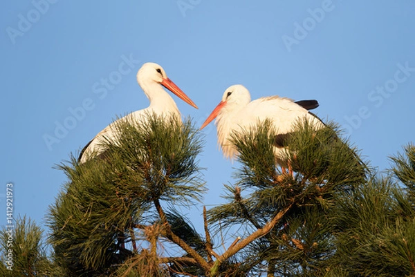 Obraz Two white storks in a tree