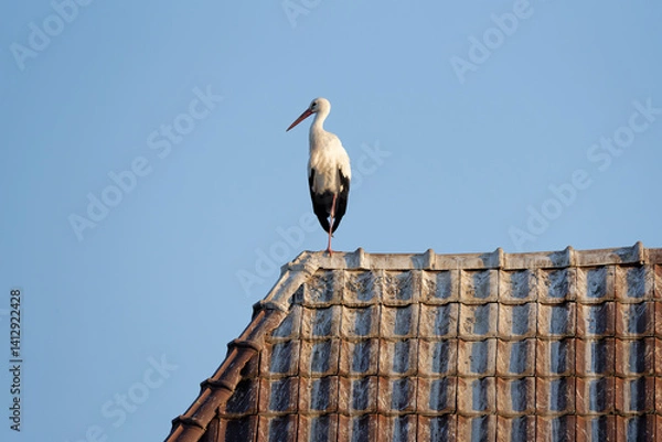 Obraz White stork on a roof
