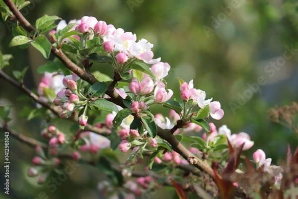 Obraz Blüten am Apfelbaum