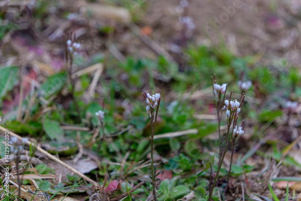 Fototapeta 早春に咲くナズナの小さな白い花
