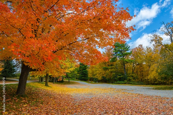 Fototapeta fall colours