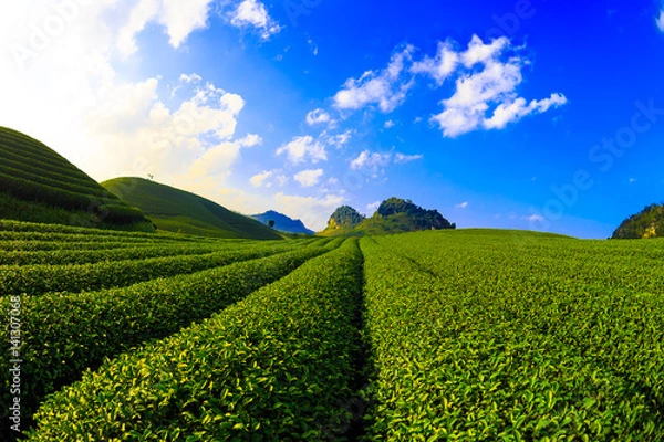 Obraz Green tea fields in Vietnam