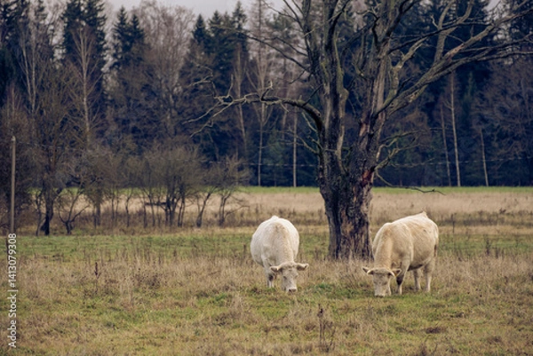 Obraz Charolais cow grazing on pasture in Latvia. Charolais cattle are a beef breed of cattle which originated in Charolais